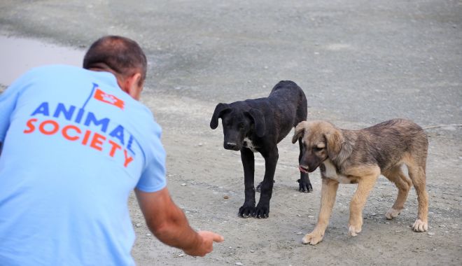 Ateliere online gratuite pentru cei care își doresc un animal de companie - ateliereonline-1617126755.jpg