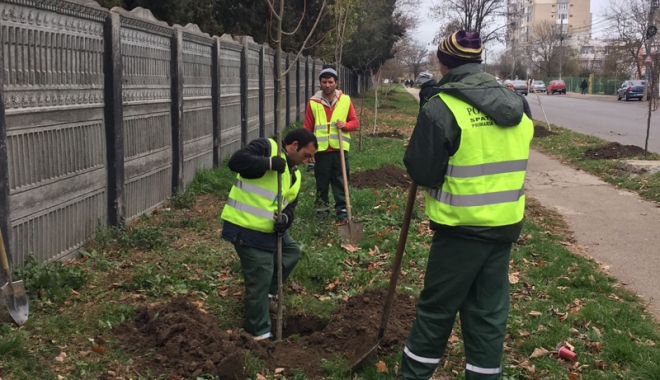 Au început plantările de iarnă, în Constanța - auinceputplantarile1-1480008921.jpg