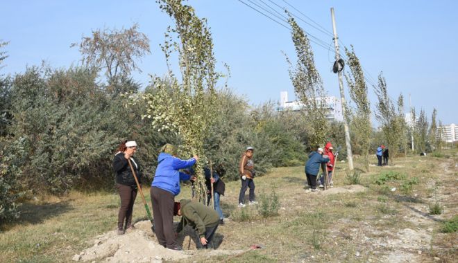 Au început plantările de toamnă, la Constanța - auinceputplantarile1-1540222796.jpg
