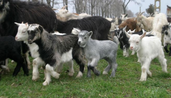 Au început plăţile pentru crescătorii de animale - auinceputplatile-1606299538.jpg