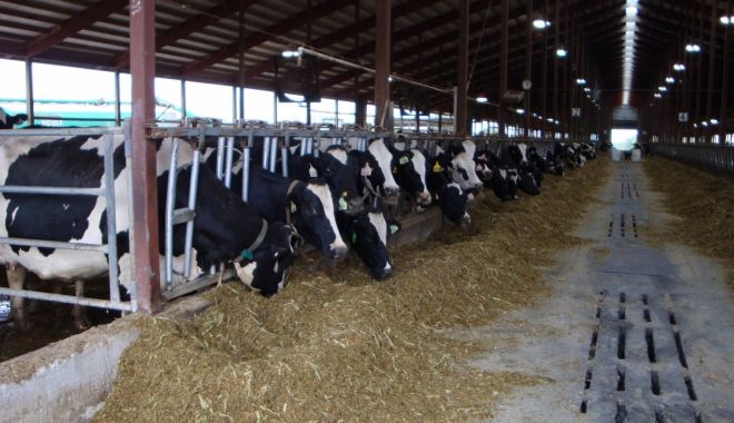 Au început plăţile pentru crescătorii de animale - auinceputplatile-1611926222.jpg