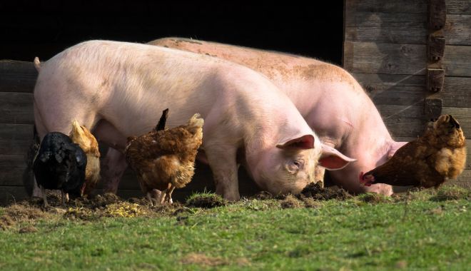 Au început plăţile pentru bunăstarea animalelor - auinceputplatilepentru-1617361255.jpg