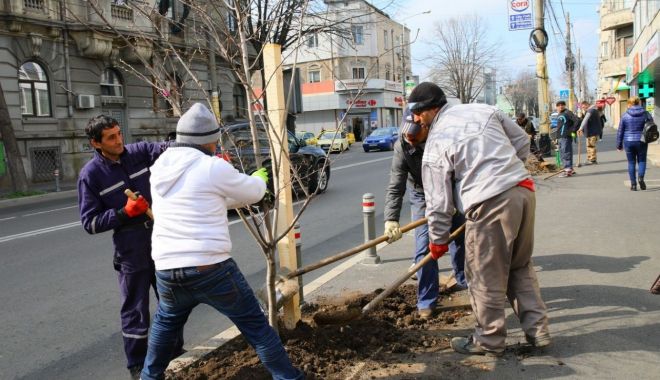 Au început plantările de primăvară! - auinceputsursaprimariaconstanta-1583502910.jpg