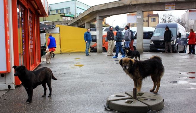 400 de câini pe lună, norma hingherilor la Constanța. Maidanezii vor avea site de promovare - autogarasudcainicomunitari50-1489767739.jpg