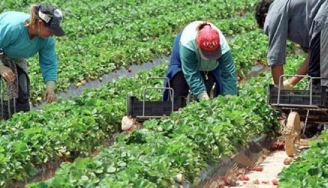 Autoritățile cunoșteau drama româncelor din Sicilia, dar nu au reacționat - autoritatilecunosteaudrama-1489592444.jpg