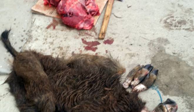 Au vânat  și tranșat ilegal un porc mistreț - auvanat-1456857507.jpg
