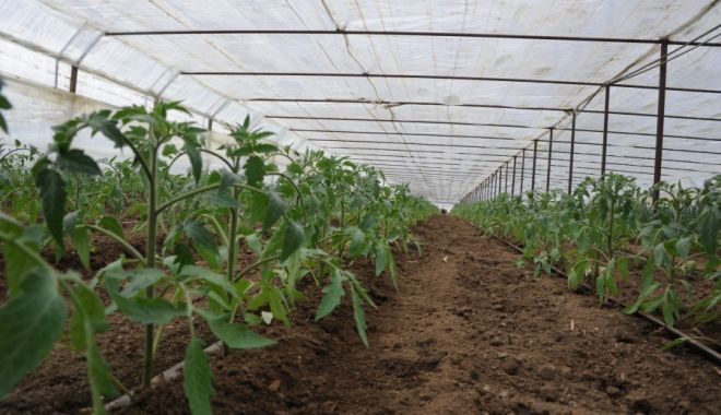Avalanșă de solicitări pentru finanțarea tomatelor cultivate în sere sau solarii - avalansadesolicitariinscriere-1522743241.jpg