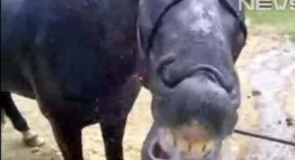 Un cal se spală pe dinți / VIDEO - b06c7577c995150965a2c9729071ca9d.jpg
