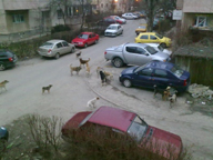 Haitele de maidanezi controlează aleile dintre blocuri - b459ce8c3b6ee54bf4291d4bb11ddba6.jpg