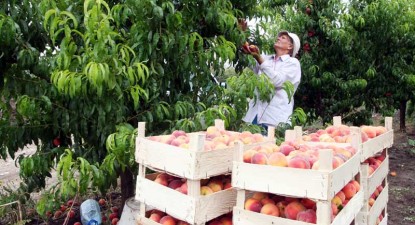 Producția de fructe este mai mică cu 40%, din cauza înghețurilor târzii din primăvară - b4994d8000b83caf4875f9cf28664194.jpg