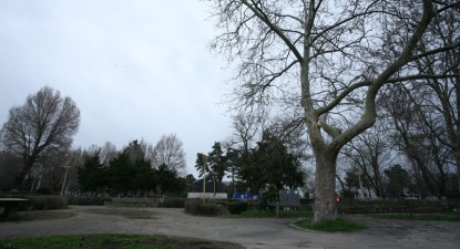 Parcurile Constanței, dezastrul de după iarnă - b6017bb363380c627b4185ca2a0330b2.jpg