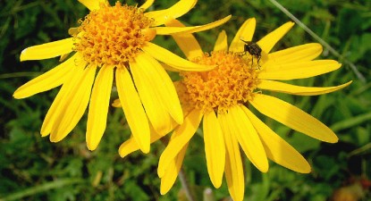 Arnica, medicamentul rănilor - b7a7a9afa2a17fa717874311469270fd.jpg