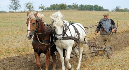 Fermierii ar putea primi sprijin financiar în avans, din octombrie - b89275b9a8413b5a835c2996ceae8a5a.jpg