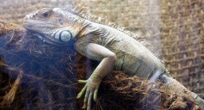 Iubitorii de reptile pot cumpăra o iguană în schimbul a 100 de euro - b9603d20e1cbe010f3ed6275a0e3b885.jpg