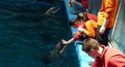 Calmari pentru cele trei vedete care vor sosi la Delfinariu - ba45f385393b859f5027f544416934d1.jpg