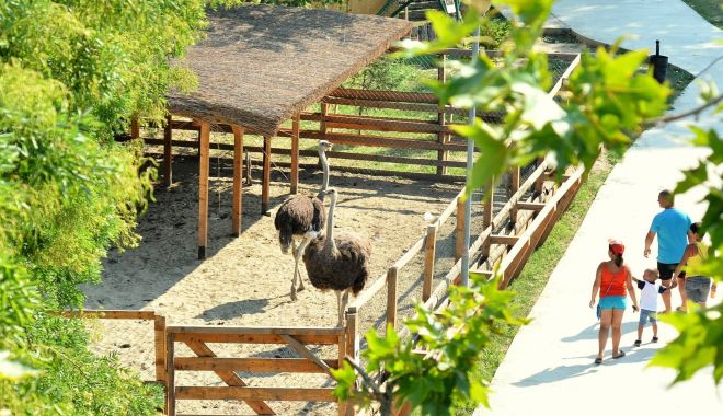 S-a redeschis Baby Zoo, proiectul pentru copii, de la Microrezervația Constanța - babyzoomicrorezervatie2-1591725264.jpg