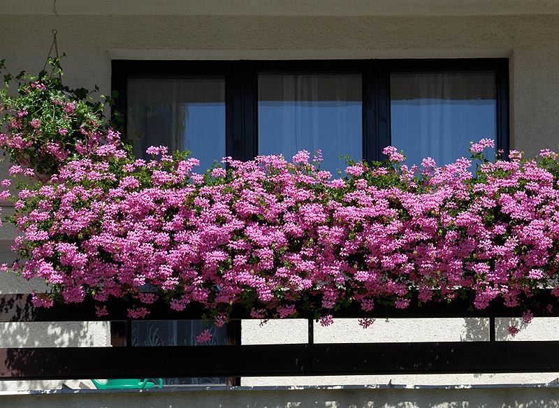 Reguli stricte pentru viața la bloc. Atenție la florile din balcoane! - balcoanecuflori-1743492968.jpg