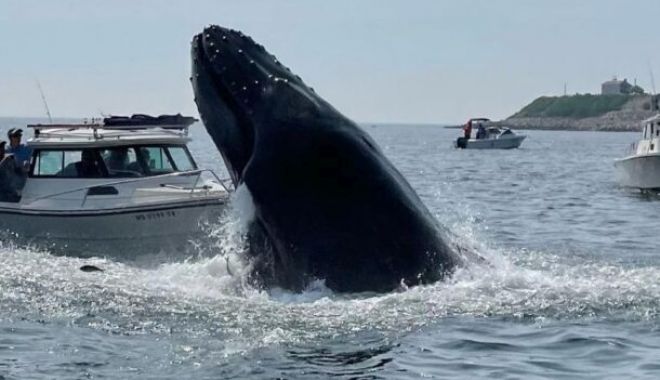 Un mort şi un rănit în largul coastelor din estul Australiei, după ce barca celor doi a fost lovită de o balenă - balenaaustralia610x425-1696055582.jpg