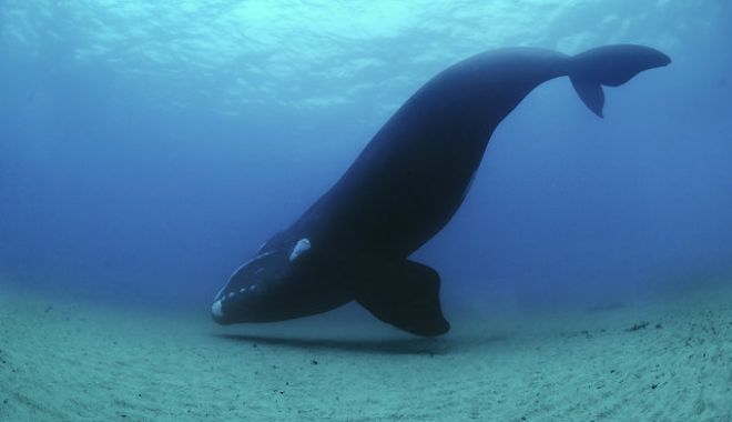 Mai multe balene australe au murit în Argentina din cauza unei microalge - balenemoarte-1664982553.jpeg