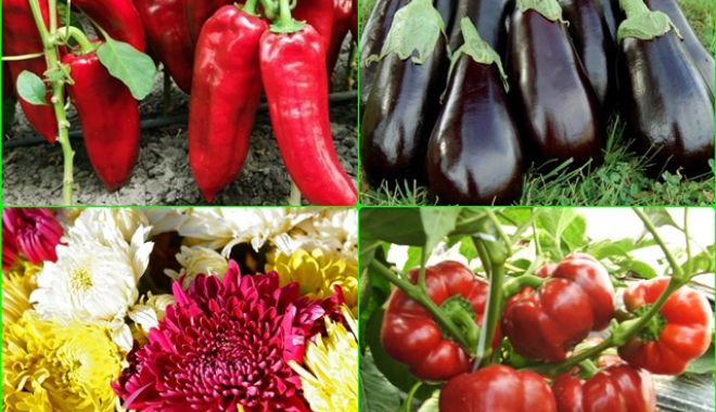 A fost înființată Banca de Resurse Genetice Vegetale - bancaderesursegeneticevegetale-1568571639.jpg