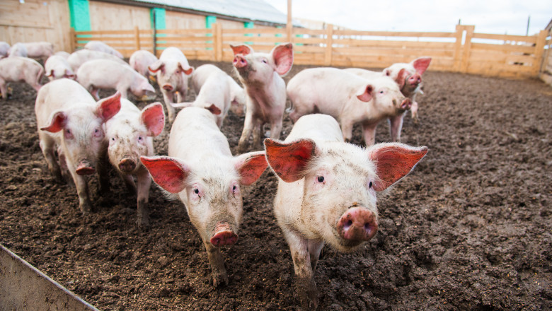 Fermierii vor primi bani în plus. Anunțul făcut de ministrul Agriculturii