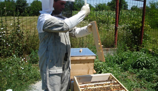 Bani pentru apicultori în 2014 - 2016 - baniapicultori-1387125054.jpg