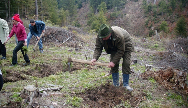 Stop tăierilor ilegale! Bani de la stat pentru paza pădurilor private - banidelastat-1471451916.jpg