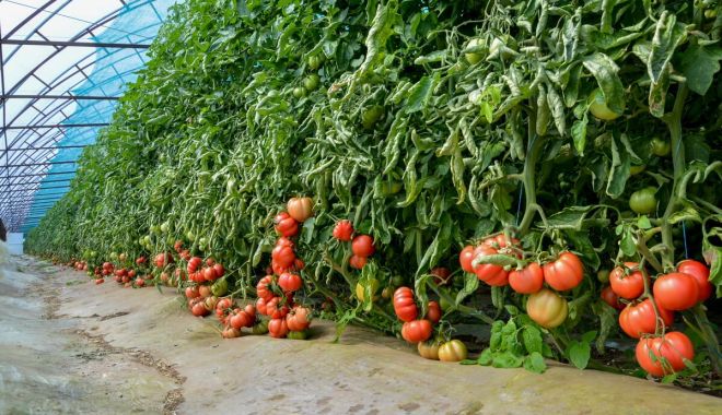 Bani mai mulți pentru producția de legume în spații protejate - banimaimultipentruproductiadeleg-1670949404.jpg