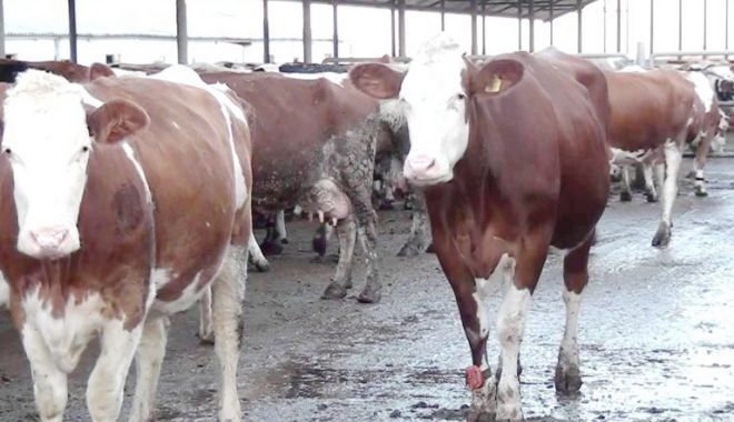 Bani pentru crescătorii vacilor de carne - banipentrucrescatorii-1606742547.jpg
