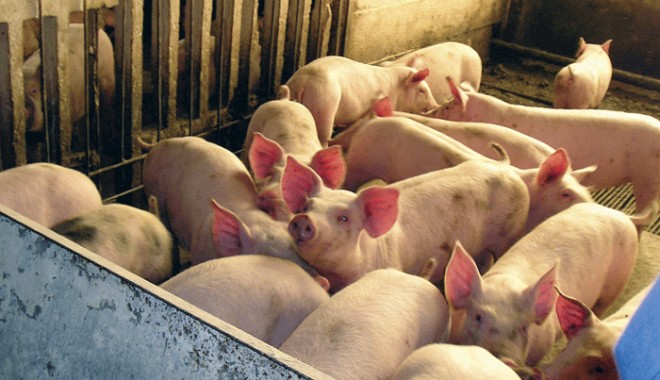 Bani pentru crescătorii de porci - baniporci-1407949043.jpg
