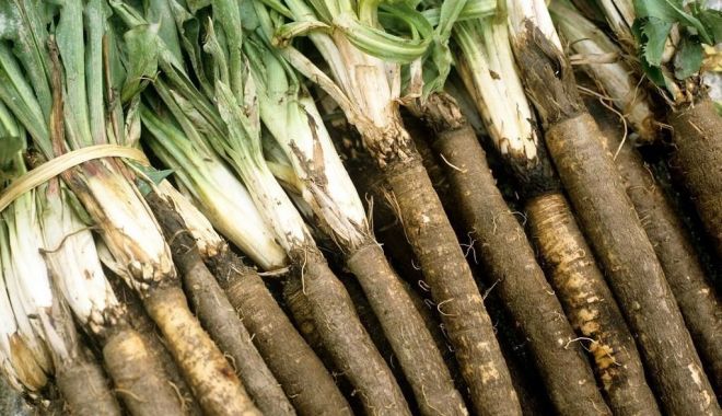 Barba caprei îmbunătățeşte microbiota intestinală și ajută la prevenirea obezității - barba-caprei-1681301569.jpg