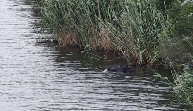 Bărbat găsit mort în Canalul Dunăre-Marea Neagră. Poliţiştii au demarat o anchetă - barbatgasit-1622643173.jpg