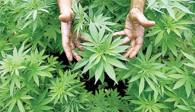 Cultură de canabis, descoperită la marginea unei păduri - bazacanabis3423423-1568891240.jpg