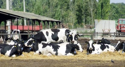România a exportat de 11 ori mai puțină carne de vită decât a importat - bb3a026fe12bd786f45348b570f08cba.jpg