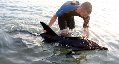 Bani europeni pentru salvarea delfinilor din Marea Neagră - bb3f15ff09594201c50a436703667760.jpg