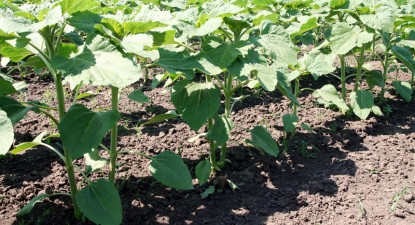 Producția de floarea-soarelui a scăzut cu 25% în 2009 - be9351985c2ce18de88f89b8466b7ce9.jpg