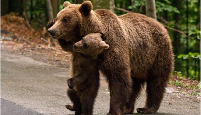 Intervenție a jandarmilor montani în cazul a șase turiști care au cerut ajutor după ce s-au întâlnit cu o ursoaică în Bucegi - bear-1534063058.jpg