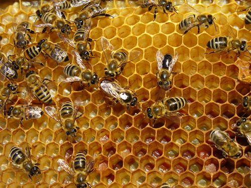CE a adoptat propunerea de modificare a normelor referitoare la miere - beepropolisbsp-1348232316.jpg
