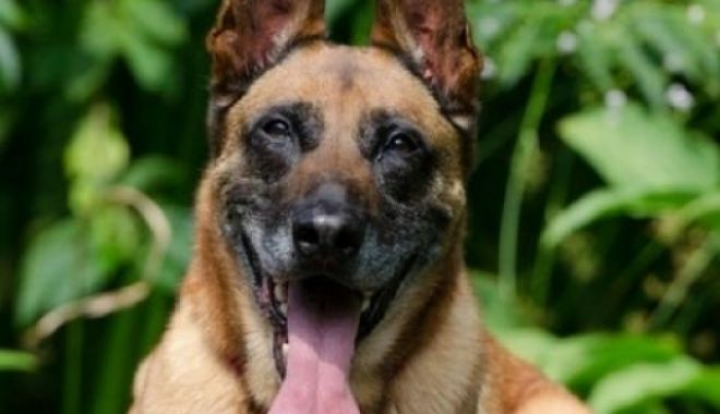 Un ofițer de 31 de ani a fost ucis de câinii pe care îi antrena la baza militară - belgianmalinoisdog56986900-1573809426.jpg