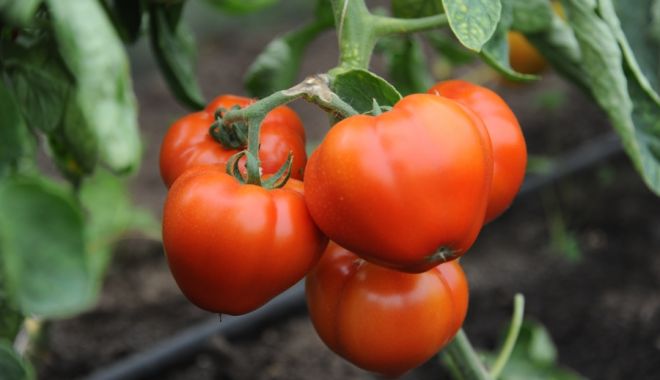 Beneficiarii programului de sprijin pentru tomate au primit peste 200 milioane de lei - beneficiariiprogramuluidesprijin-1565333059.jpg