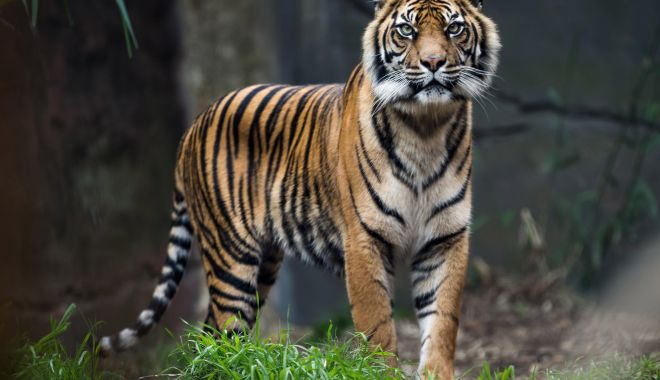 Un angajat și-a pierdut brațele încercând să îmbăieze un tigru - bengaltiger-1559730436.jpg