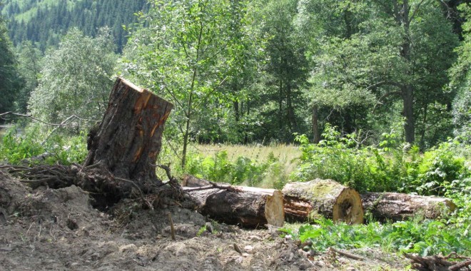 Amenzi de 90.000 de lei date de polițiști pentru tăierea ilegală sau furtul de arbori - big963f5726751ab21ab979e26618aee-1349857437.jpg