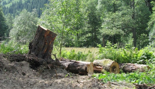 Lemn furat din pădurea Letea - big963f5726751ab21ab979e26618aee-1357551331.jpg