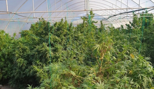Cultură de cannabis outdoor, descoperită de polițiști - bigbccooradeacannabis-1571057234.jpg