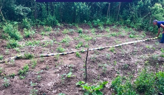 Prinși de polițiști în timp ce cultivau cannabis - bigimg20180529wa0002-1527591673.jpg