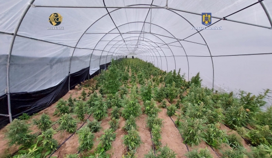 Patru suspecţi reţinuţi, după ce ar fi înfiinţat o cultură de canabis pe şase hectare - bigphoto202208241352134-1661415708.jpg