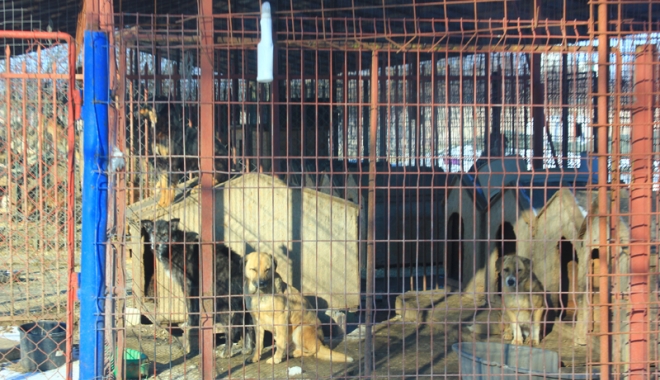 Câinii comunitari au reapărut prin cartiere.  Primarul Constanței promite un nou adăpost modern - biobazacainifarastapan6-1486399155.jpg