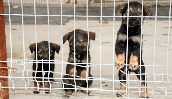 400 de câini pe lună, norma hingherilor la Constanța. Maidanezii vor avea site de promovare - biobazacainimaidanezi26-1489767700.jpg