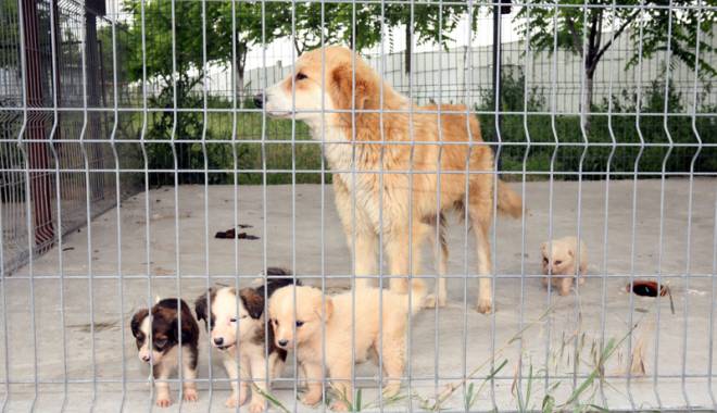 Primăria Constanța caută voluntari pentru câinii fără stăpân - biobazacainimaidanezi28-1454425186.jpg