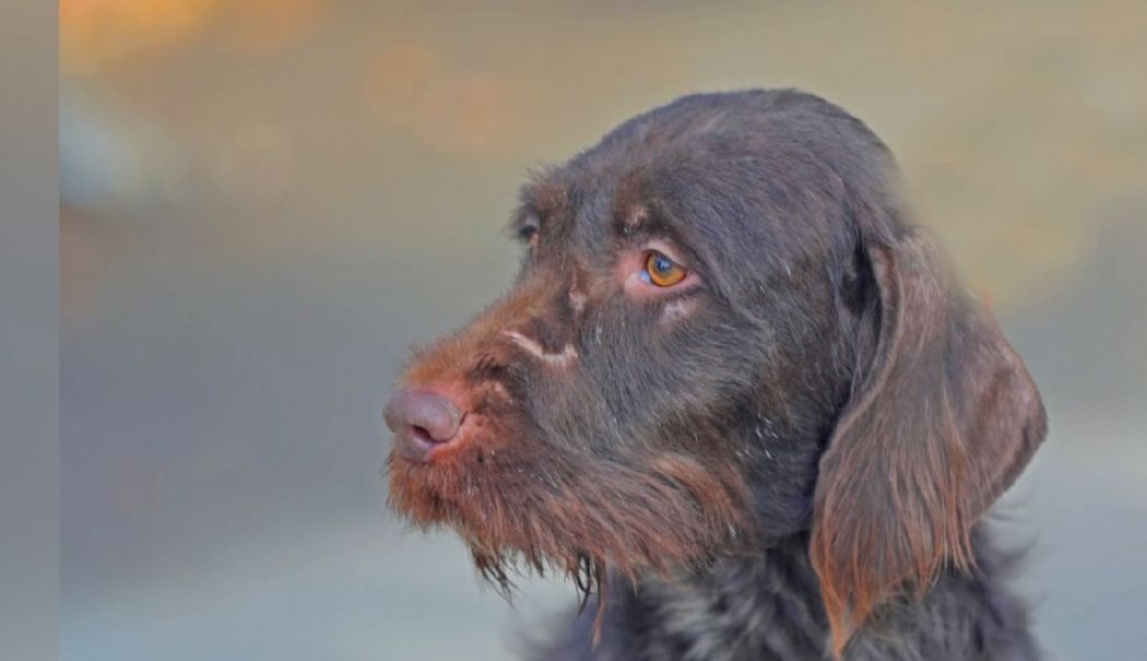 Blanca, cățelușa de 7 luni, și-a găsit o nouă familie iubitoare! - blanca-1730313682.jpg